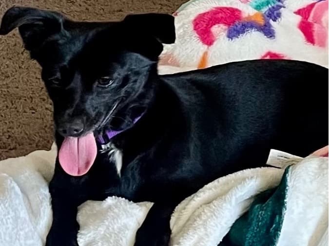 Rat Terrier 2 years 4 months old female small named lady for breeding in Stockton, California | Petmeetly