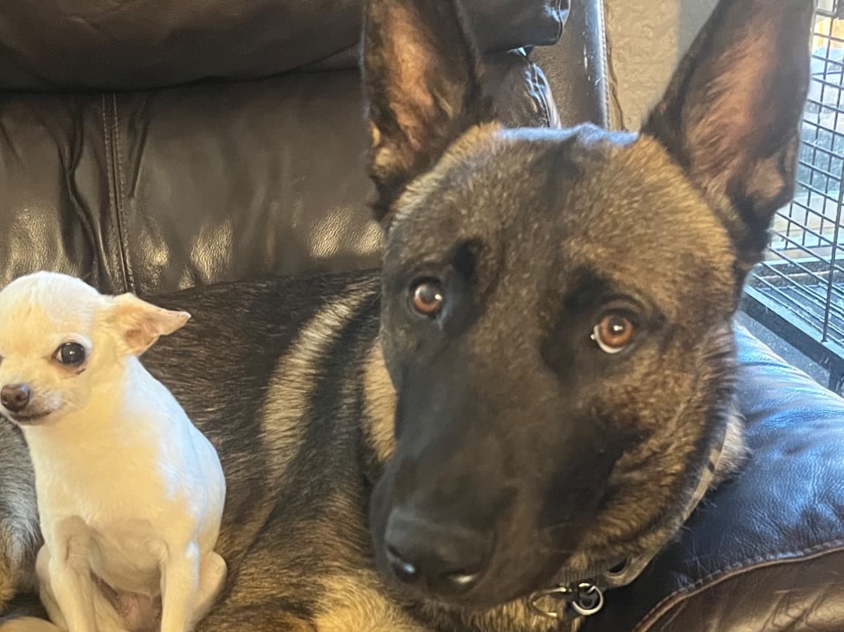 Belgian Malinois 2 years old male extra large named Zeus for breeding in Tualatin, Oregon | Petmeetly