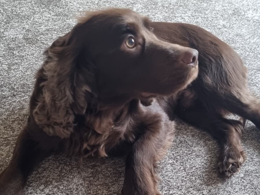 Cocker Spaniel 2 years 1 month old male medium named Charlie for breeding in Gateshead, England | Petmeetly