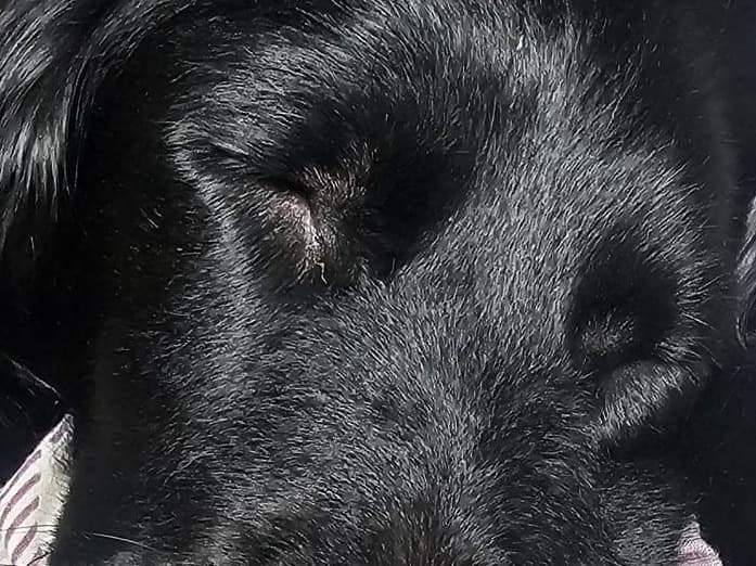 English Springer Spaniel 2 years old female medium named lucy for breeding in Clacton-on-Sea, England | Petmeetly