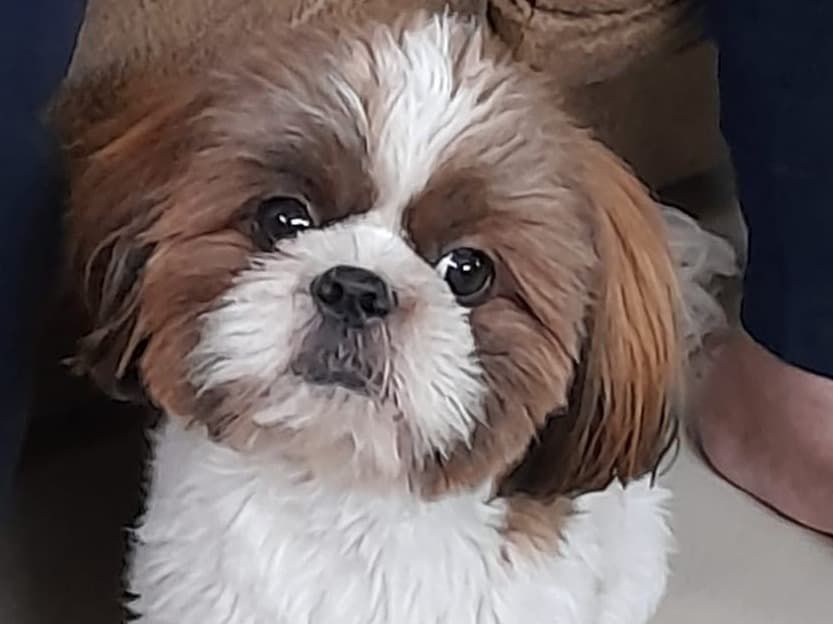 Shih Tzu 2 years old male small named Bubbles for breeding in Bengaluru, Karnataka | Petmeetly