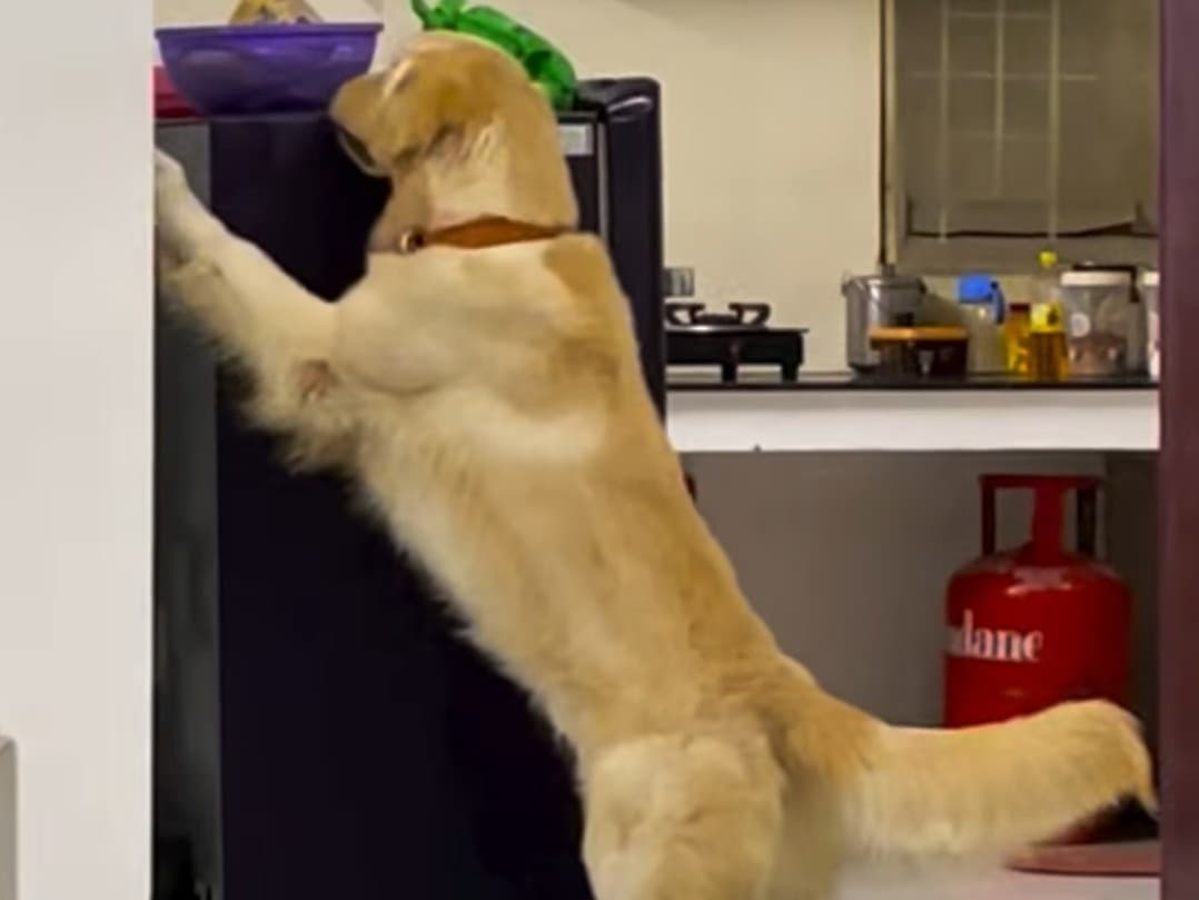 Golden Retriever 2 years old male large named Leo for breeding in Chennai, Tamil Nadu | Petmeetly