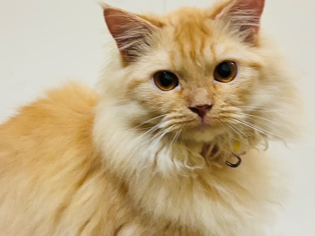 Persian 1 year 5 months old female named miky for breeding in Thiruvananthapuram, Kerala | Petmeetly