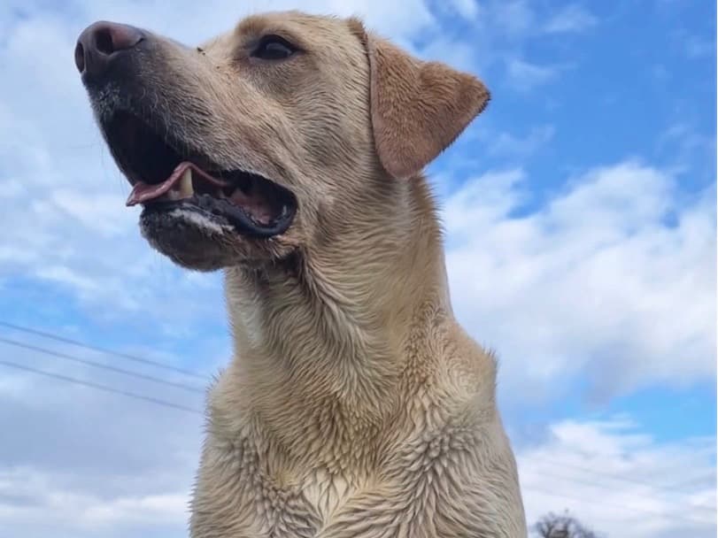 Labrador Retriever 7 years 3 months old male large named Ace for breeding in Enfield, England | Petmeetly