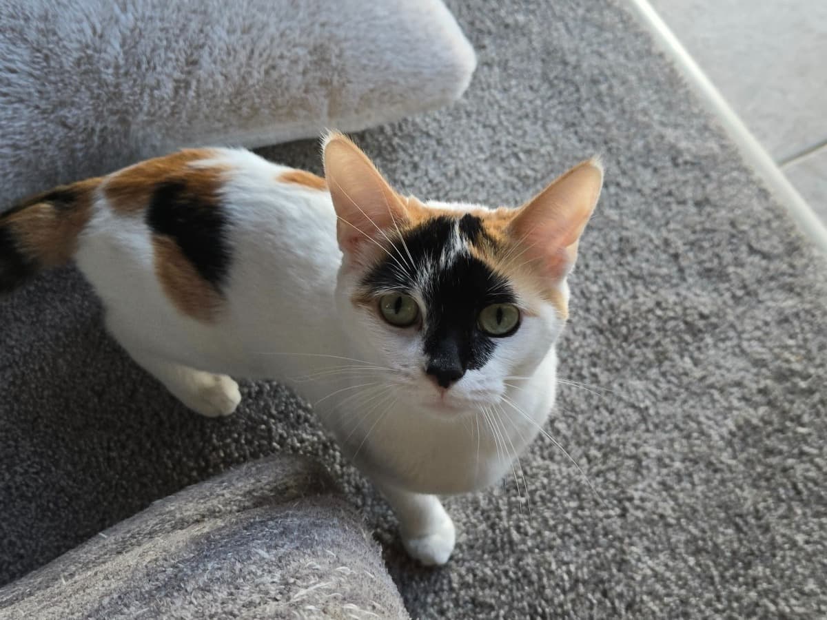 Tabby 1 year old female named Nancy for breeding in Dayton, Ohio | Petmeetly