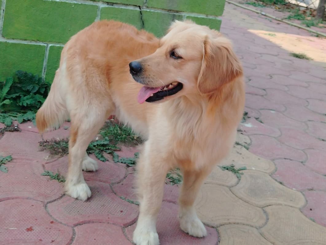 Golden Retriever 2 years old male medium named lucky for breeding in Chichargavhan, Maharashtra | Petmeetly