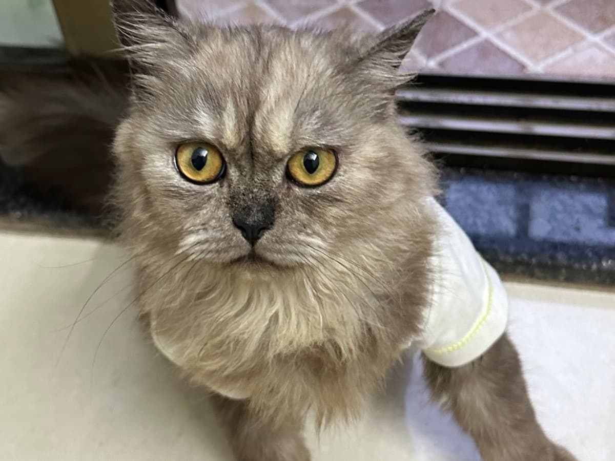 Persian 1 year 5 months old female named simran for breeding in Vasai-Virar, Maharashtra | Petmeetly