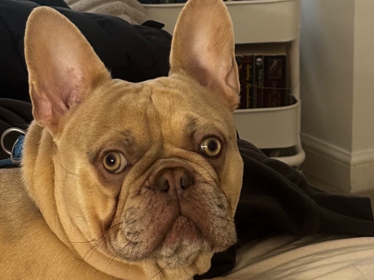 French Bulldog 2 years 8 months old male medium named Saint for breeding in Glasgow, Scotland | Petmeetly