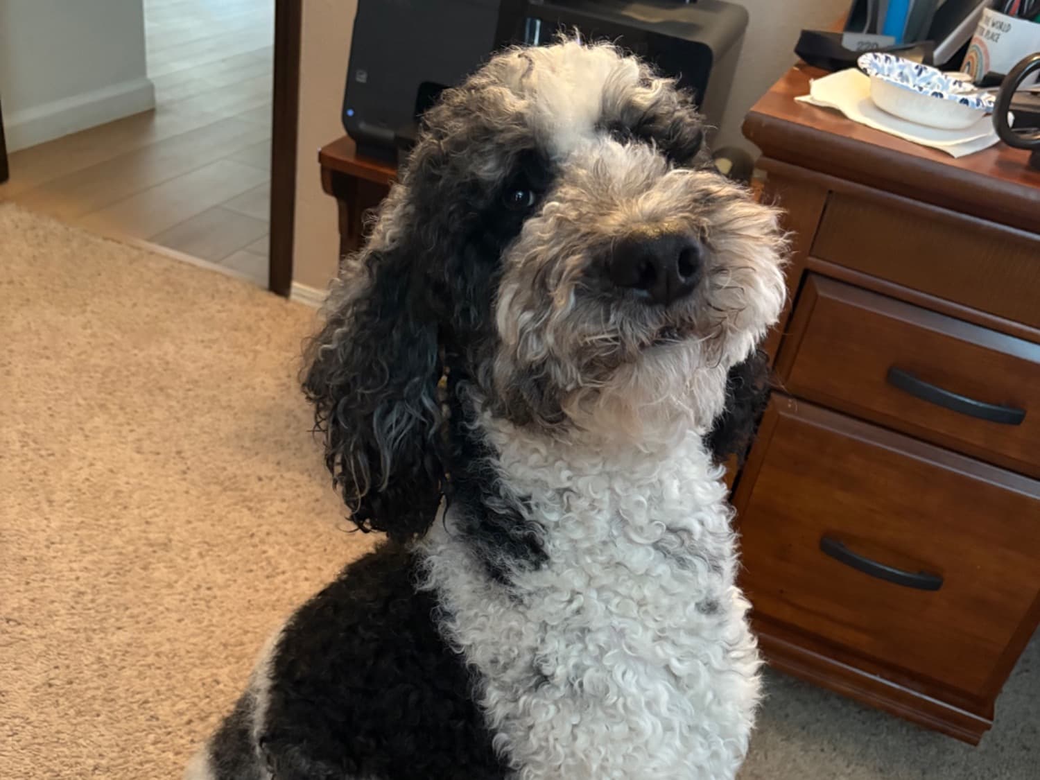 Standard Poodle 4 years old male large named Luke for breeding in Albuquerque, New Mexico | Petmeetly
