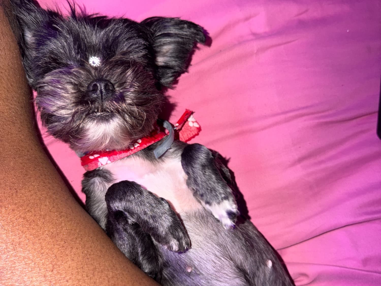 Shih Tzu 5 years 7 months old female small named Bella Bear for breeding in Riverdale, Georgia | Petmeetly