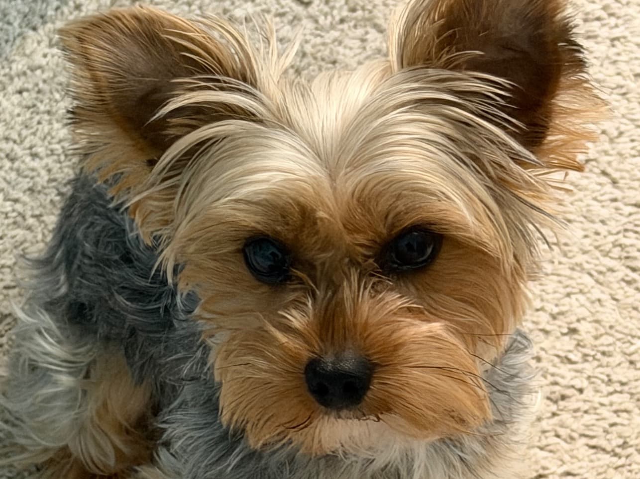 Yorkshire Terrier 1 year 9 months old male small named Royal for breeding in Houston, Texas | Petmeetly