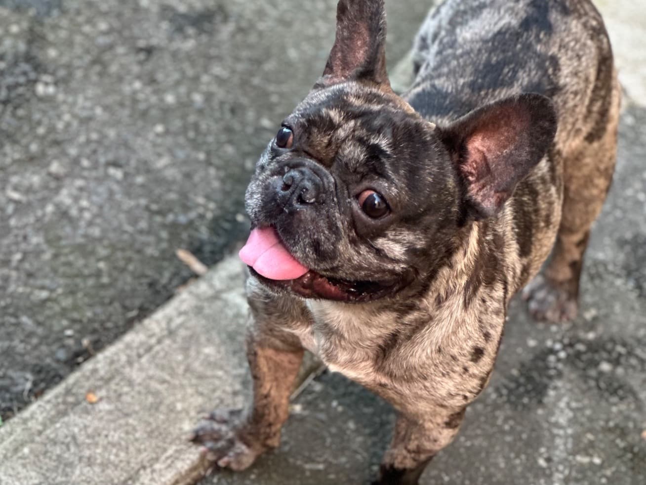 French Bulldog 2 years old male medium named Gucci for breeding in Jersey City, New Jersey | Petmeetly