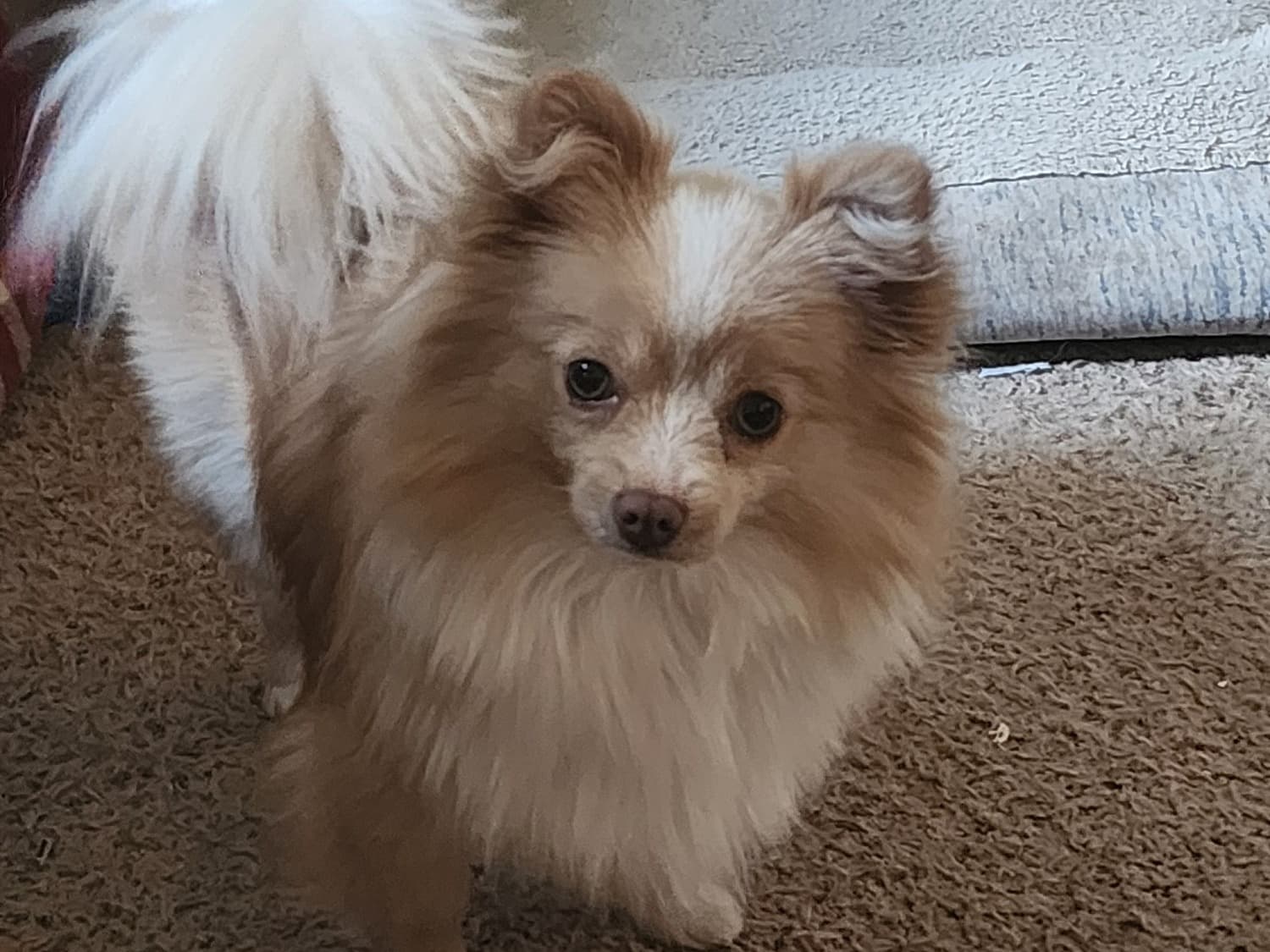 Pomeranian 1 year 5 months old female small named Sassy for breeding in Wyoming | Petmeetly
