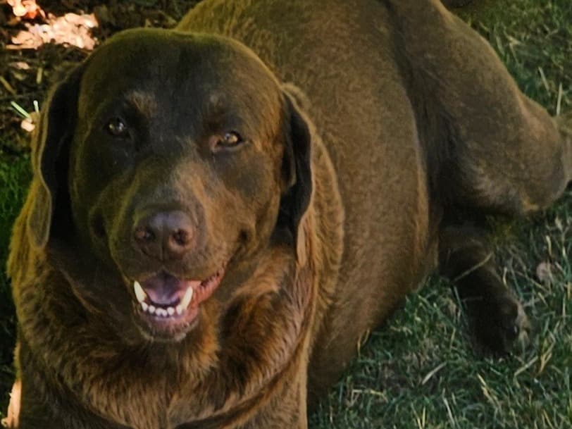 Labrador Retriever 4 years 5 months old male large named Romeo for breeding in Silverton, Oregon | Petmeetly