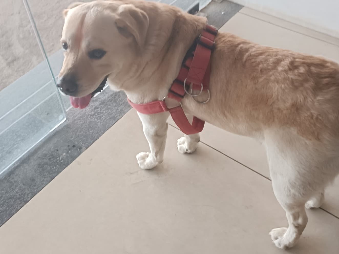 Labrador Retriever 3 years old male medium named bruzo for breeding in Ghaziabad, Uttar Pradesh | Petmeetly