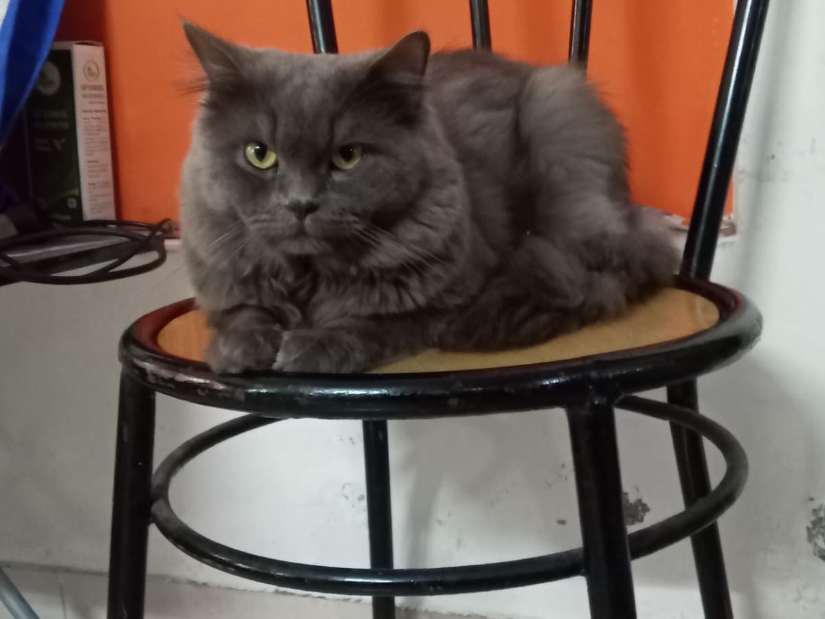 Persian 1 year 5 months old male named Bobaa for breeding in Chennai, Tamil Nadu | Petmeetly