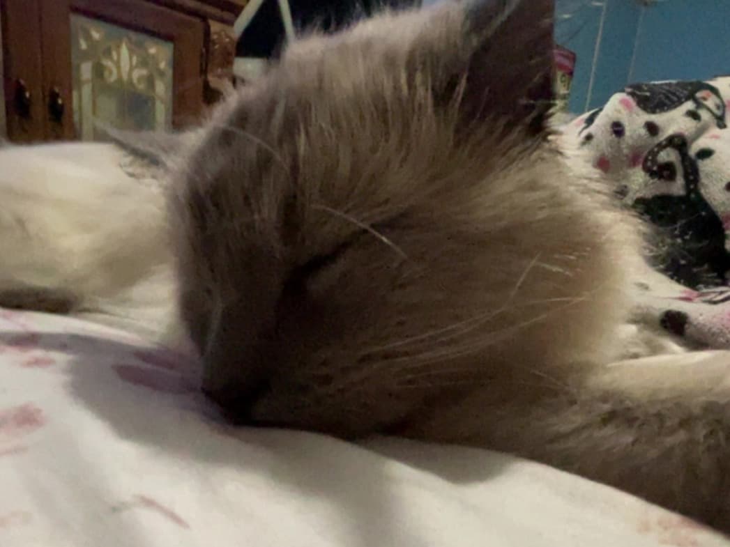 Persian 2 years old male named Ash for breeding in Hope, Indiana | Petmeetly