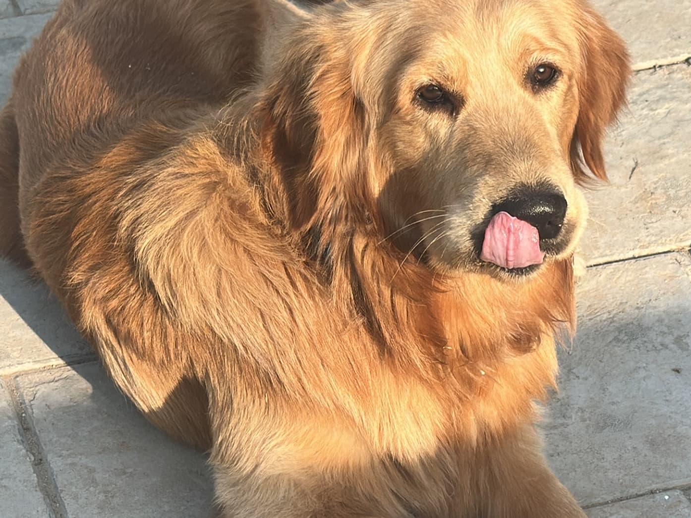Golden Retriever 1 year 3 months old male large named bunny for breeding in Sahibzada Ajit Singh Nagar, Punjab | Petmeetly
