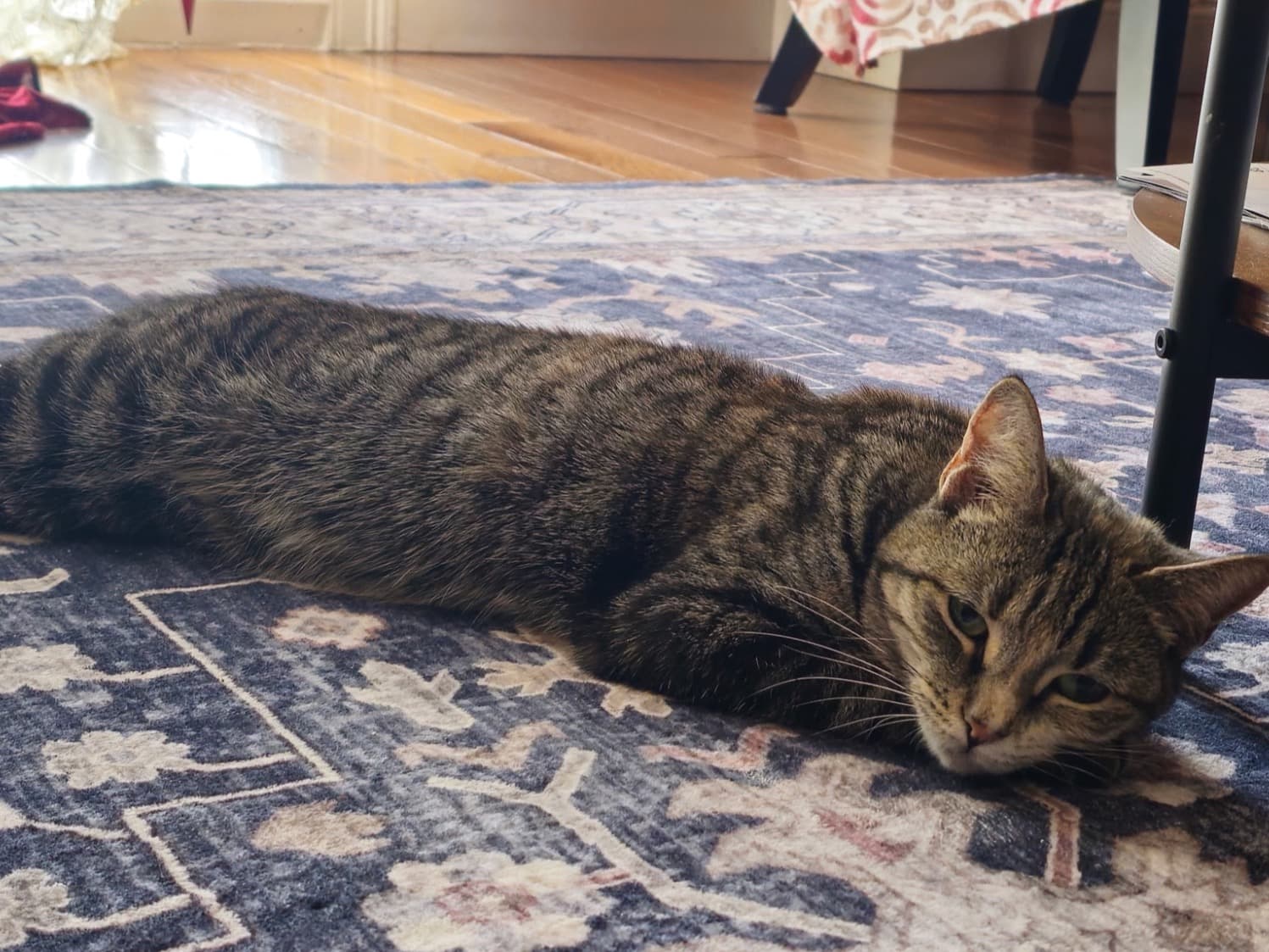 American Shorthair 1 year 6 months old female named sky for breeding in New York, New York | Petmeetly