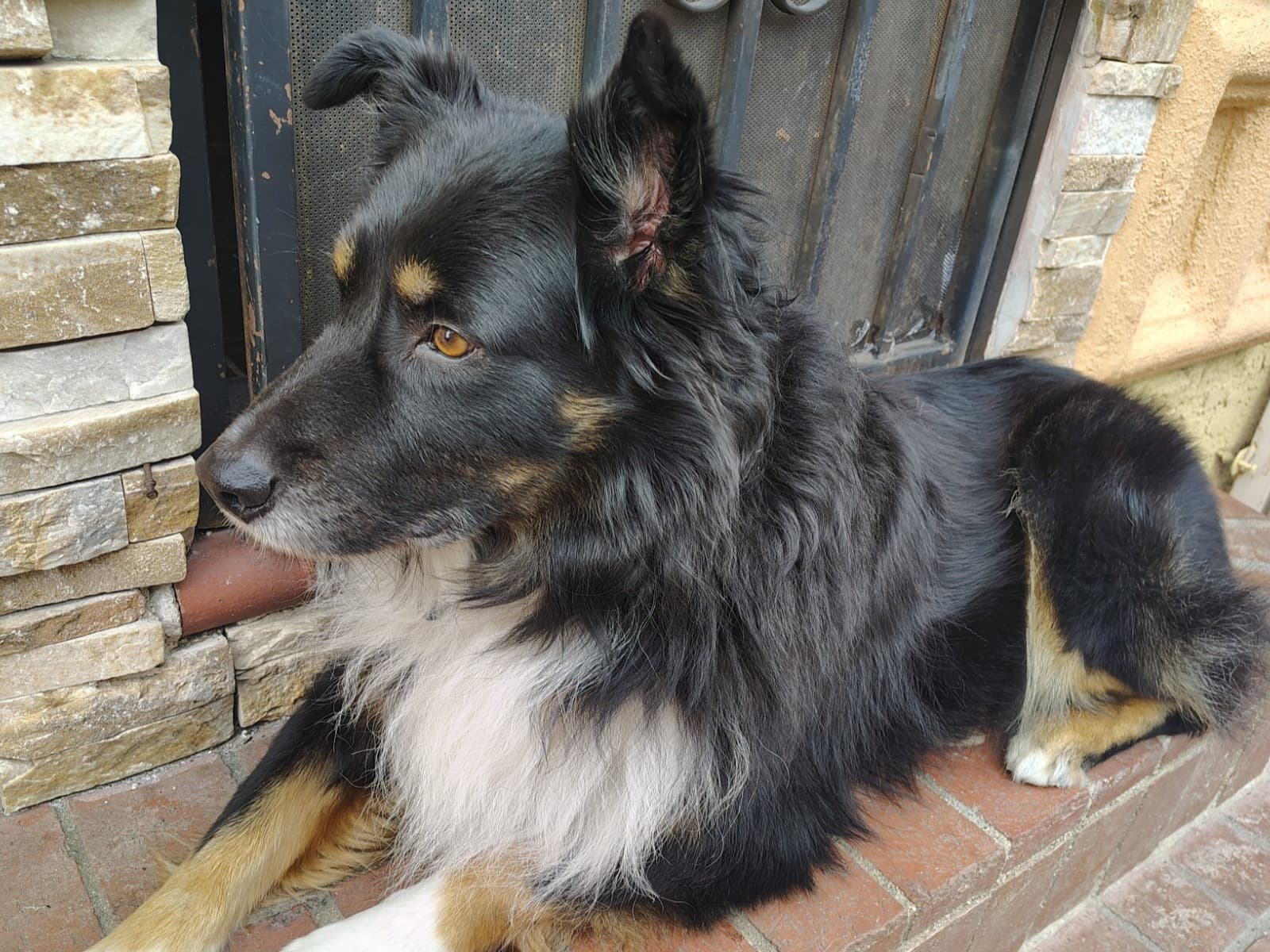 Australian Shepherd 6 years old male medium named Leonard for breeding in San Bernardino, California | Petmeetly