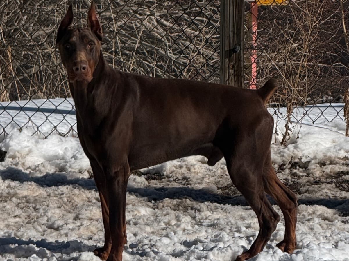 Doberman 3 years old male extra large named Dude for breeding in Morrison, Colorado | Petmeetly