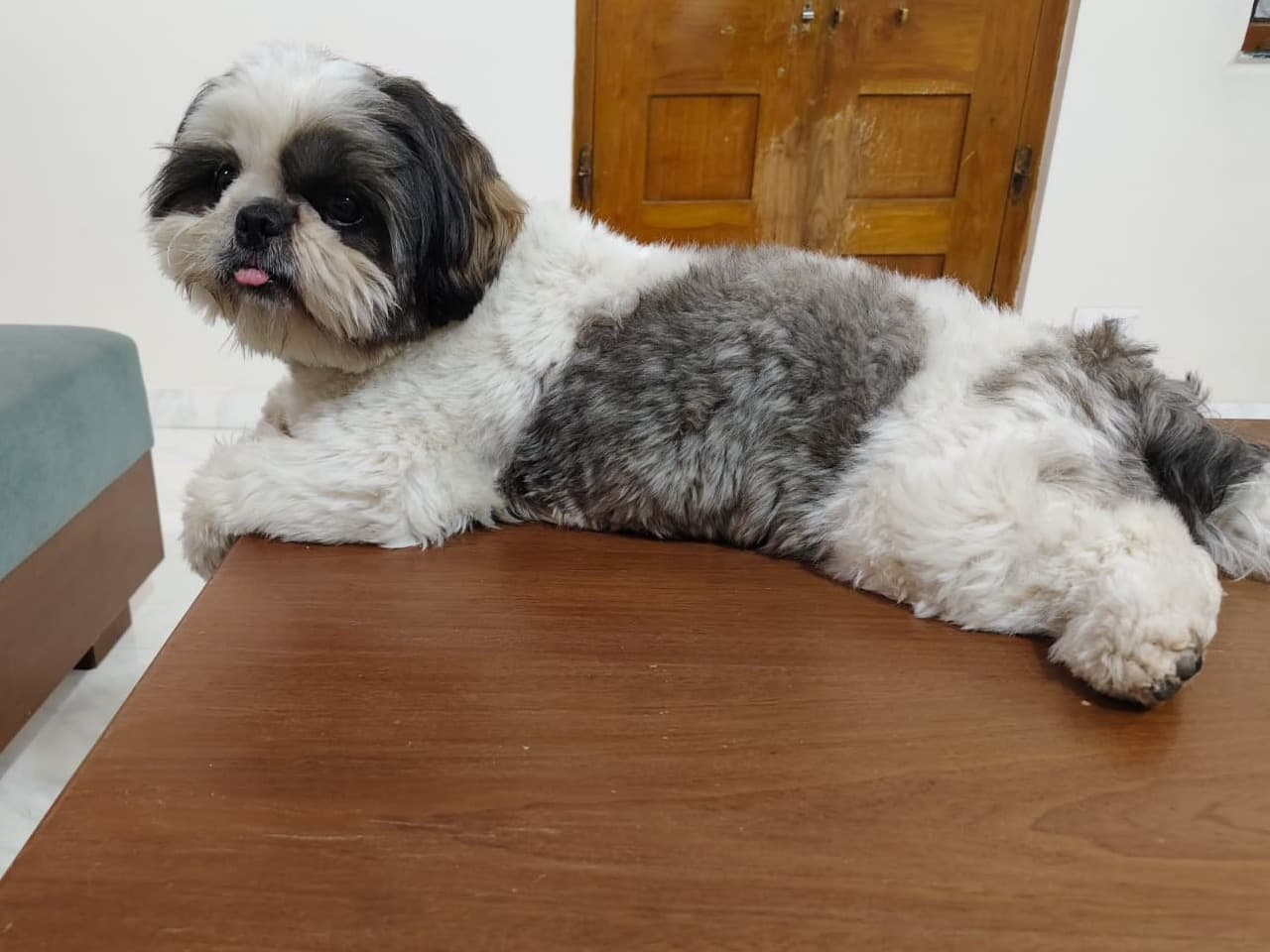 Shih Tzu 1 year 5 months old male small named murphy for breeding in Hyderabad, Telangana | Petmeetly