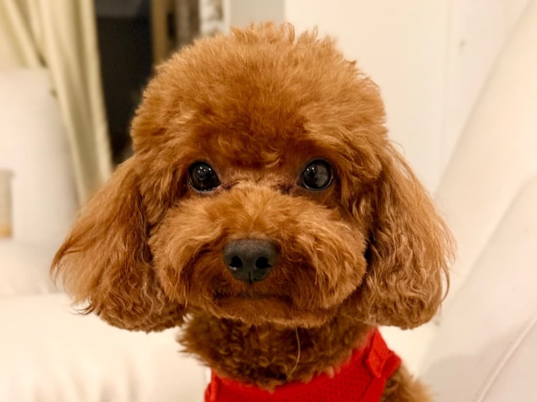 Toy Poodle 3 years old male small named Moschino for breeding in Mumbai, Maharashtra | Petmeetly