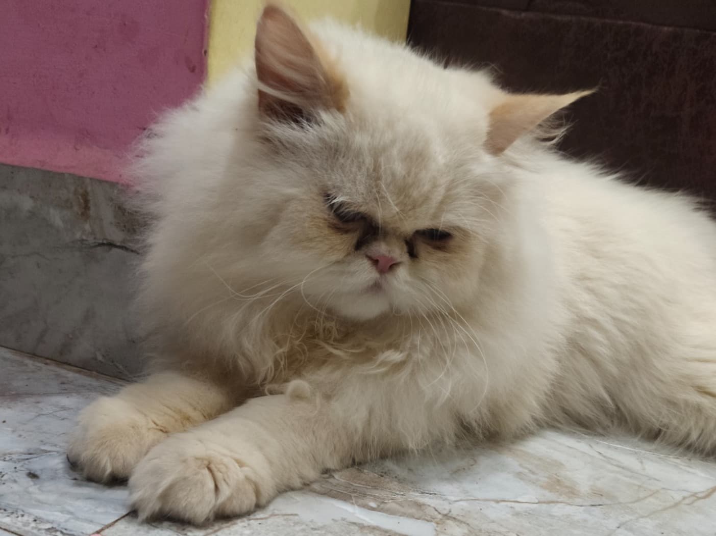 Persian 10 years 10 months old male named chuto for breeding in Kolar, Karnataka | Petmeetly