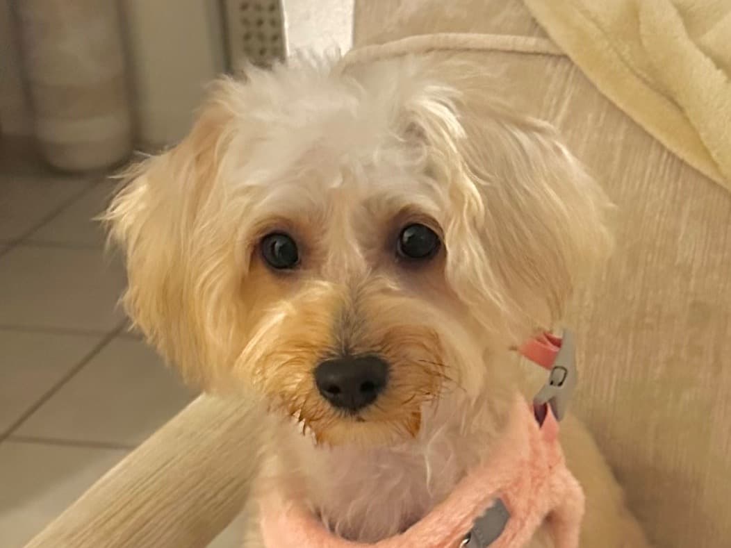 Miniature Poodle 1 year old female medium named Indy for breeding in Honolulu, Hawaii | Petmeetly