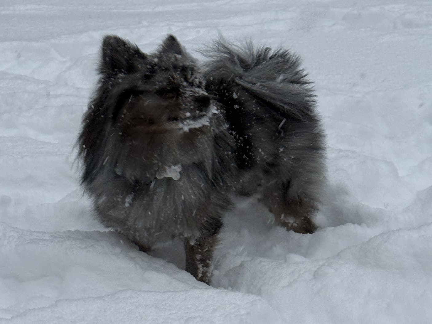 Pomeranian 2 years old male small named bluey for breeding in Asheboro, North Carolina | Petmeetly