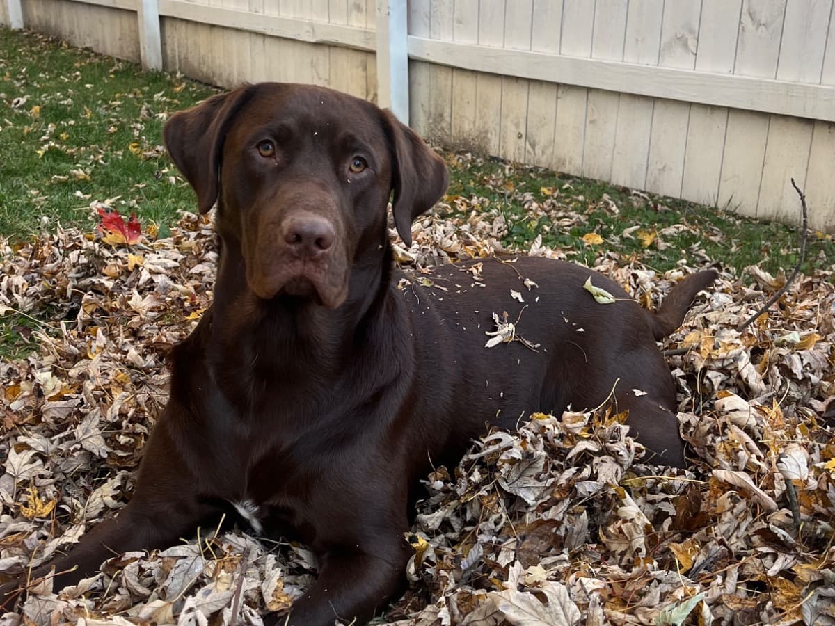 English Labrador Retriever 1 year 4 months old male large named lucky for breeding in Lakeview, Ohio | Petmeetly