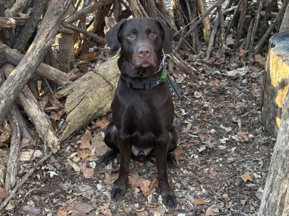 Labrador Retriever 3 years 10 months old male extra large named Theo for breeding in Leavenworth, Kansas | Petmeetly