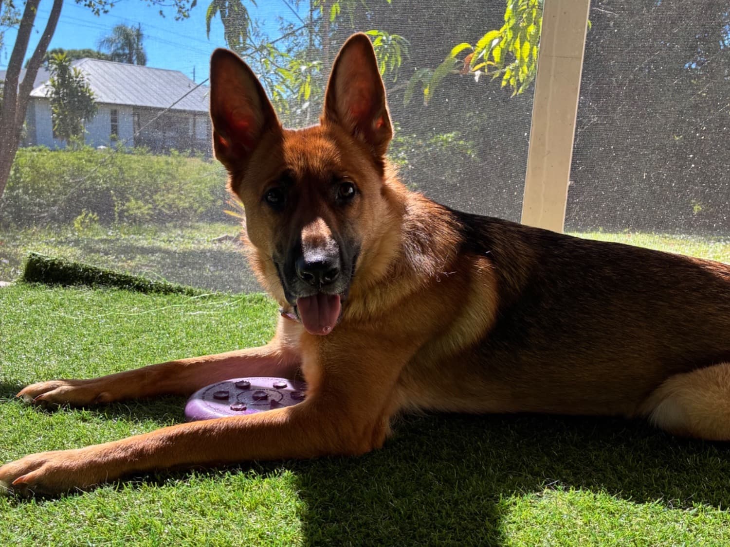 German Shepherd 2 years 4 months old female large named Toast for breeding in Fort Myers, Florida | Petmeetly