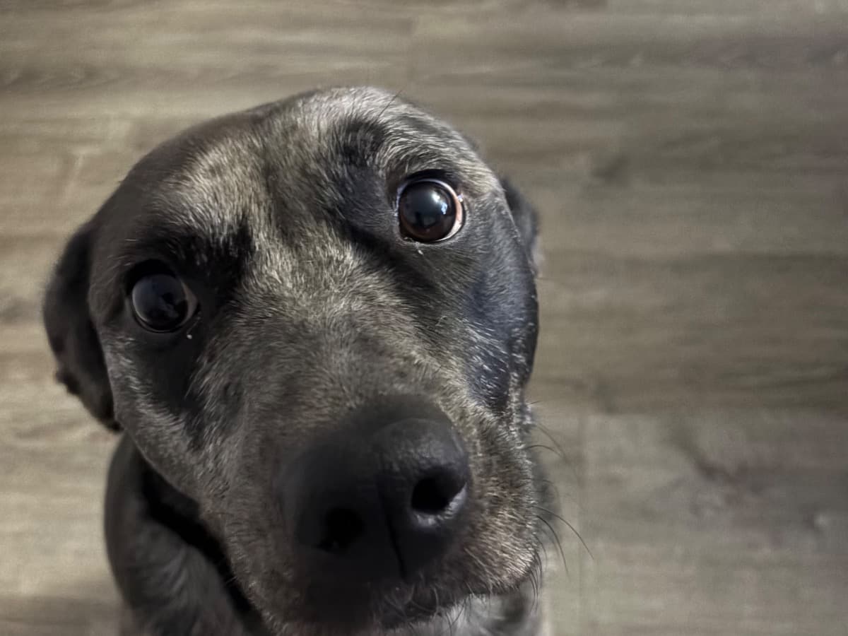 Labrador Retriever 4 years old female medium named Eleven for breeding in Lansing, Michigan | Petmeetly