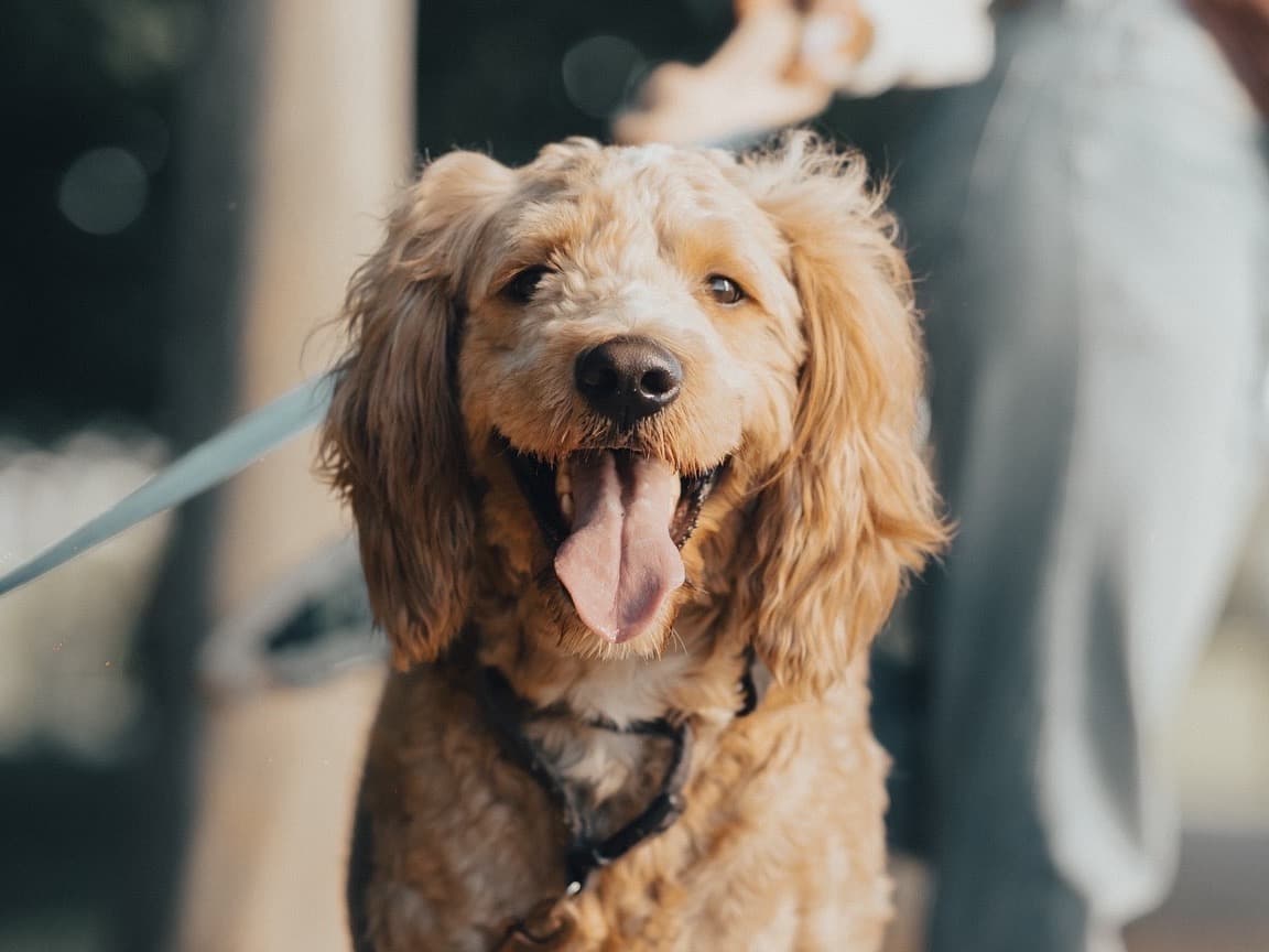 Standard Poodle 4 years old male large named Sneakers for breeding in St. Louis, Missouri | Petmeetly