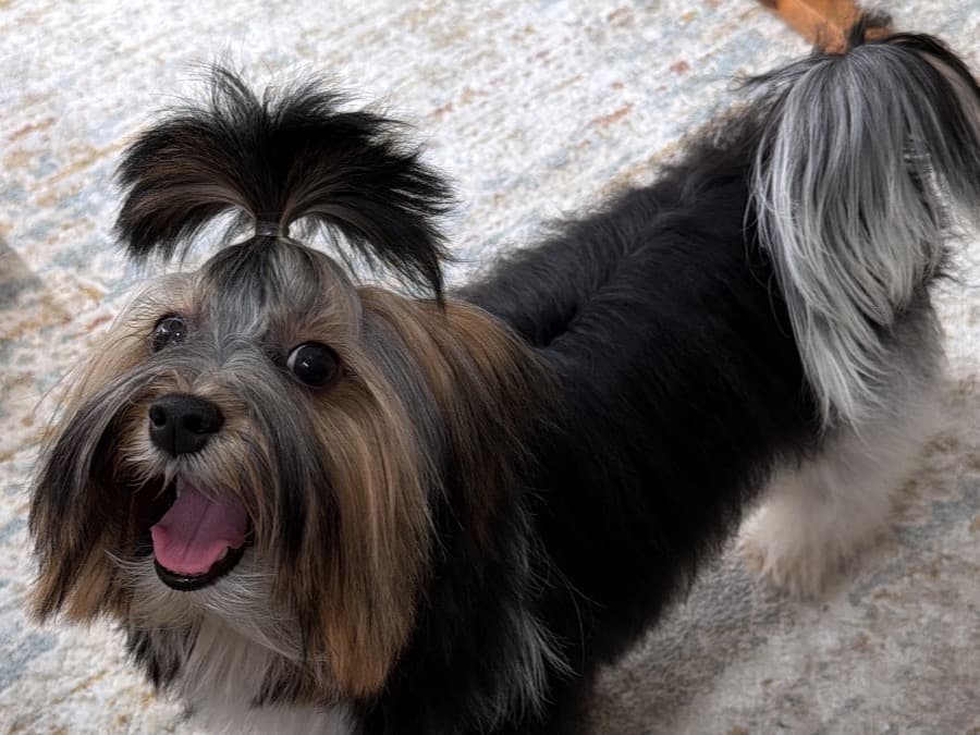 Biewer Terrier 1 year old female small named Bella for breeding in Copiague, New York | Petmeetly