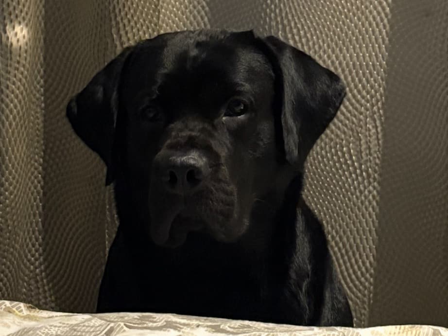 Labrador Retriever 3 years 4 months old male large named Sultaan for breeding in Delhi, Delhi | Petmeetly