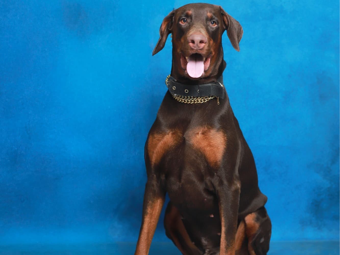 Doberman 4 years 1 month old male large named Bruce for breeding in Chennai, Tamil Nadu | Petmeetly