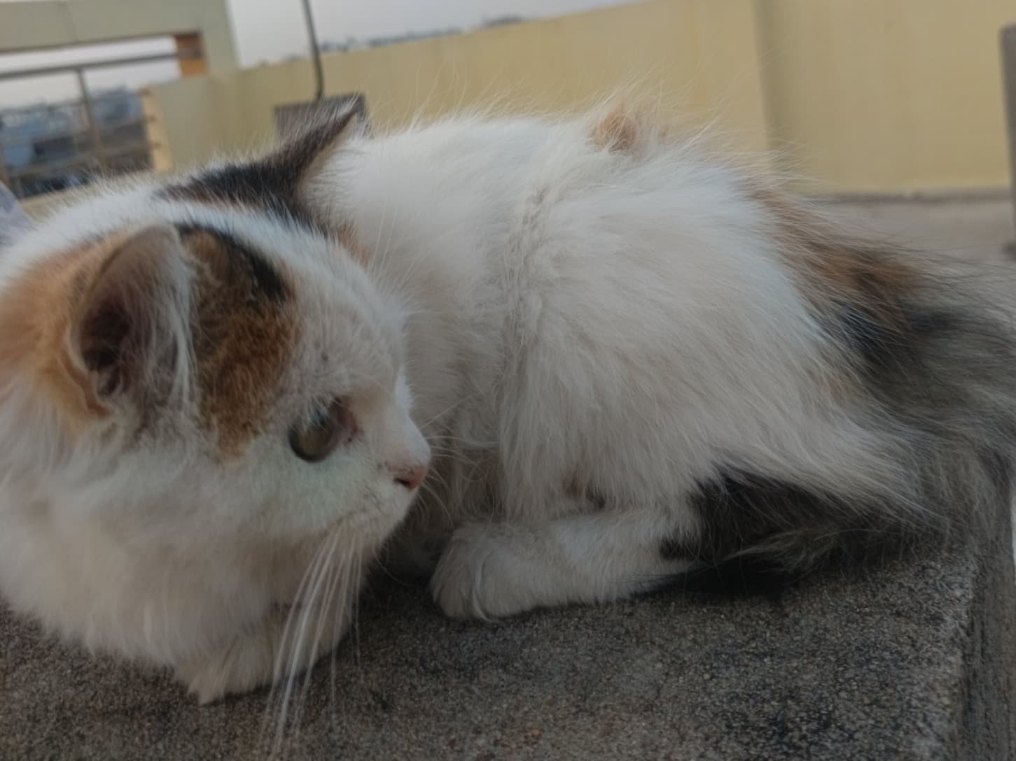 Calico 1 year old female named bella for breeding in Hyderabad, Telangana | Petmeetly