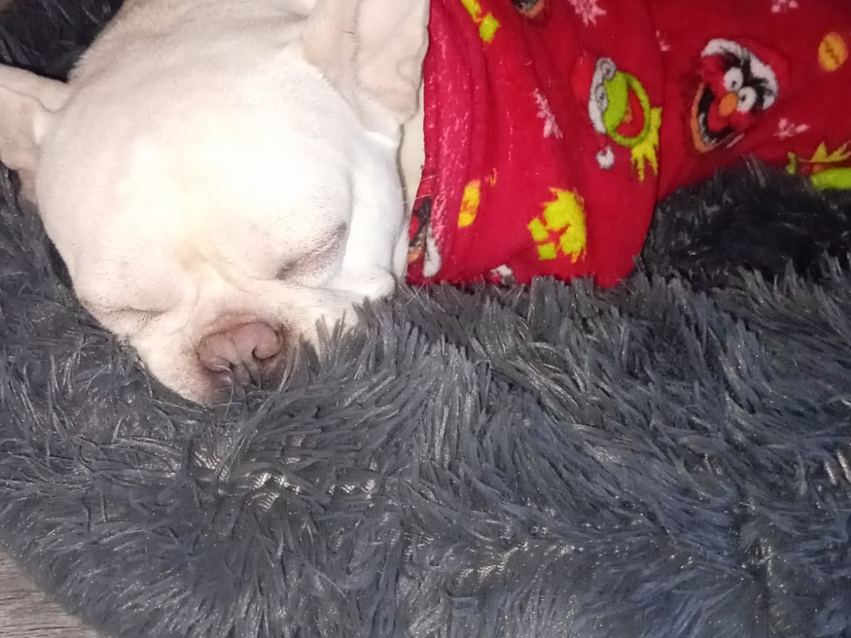 French Bulldog 3 years 6 months old male medium named Bruno for breeding in Kirkcaldy, Scotland | Petmeetly