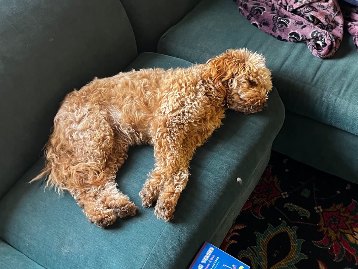 Mini Golden Doodle 3 years old female medium named Piper for breeding in Ogden, Utah | Petmeetly