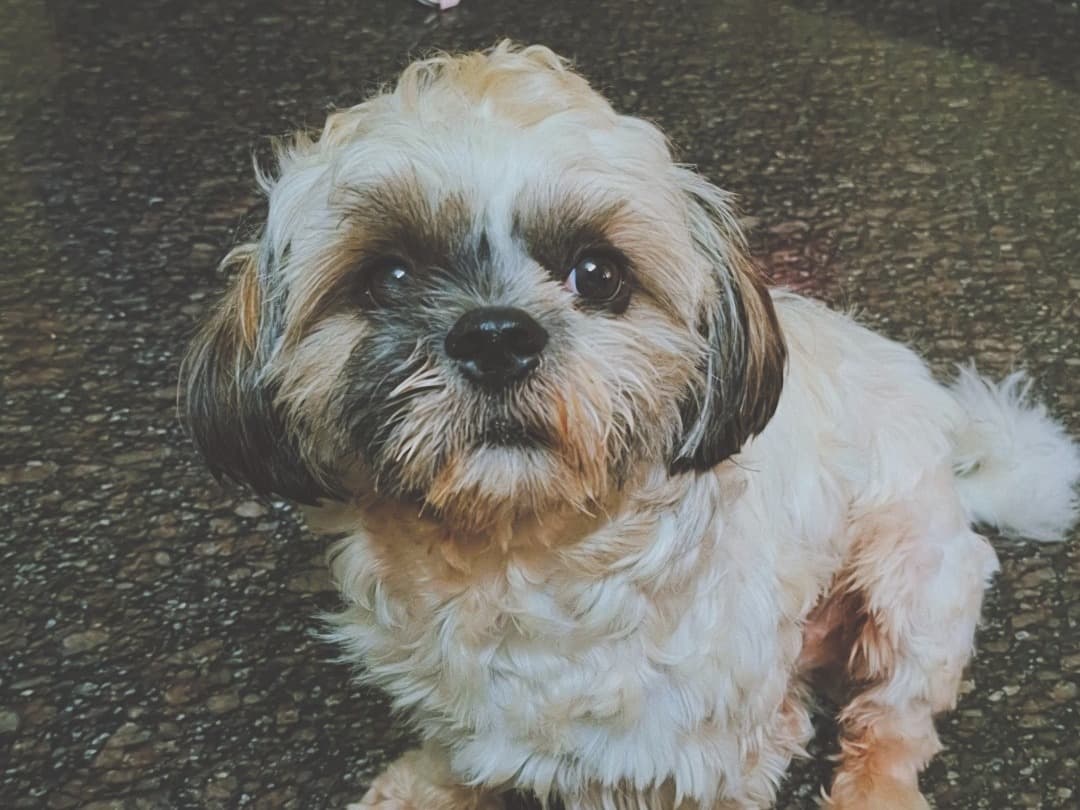 Shih Tzu 1 year 8 months old male medium named simba for breeding in Ramanathapuram, Tamil Nadu | Petmeetly