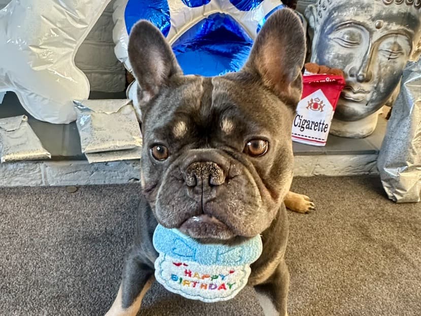 French Bulldog 4 years 8 months old male medium named Rocco for breeding in Walton-on-Thames, England | Petmeetly