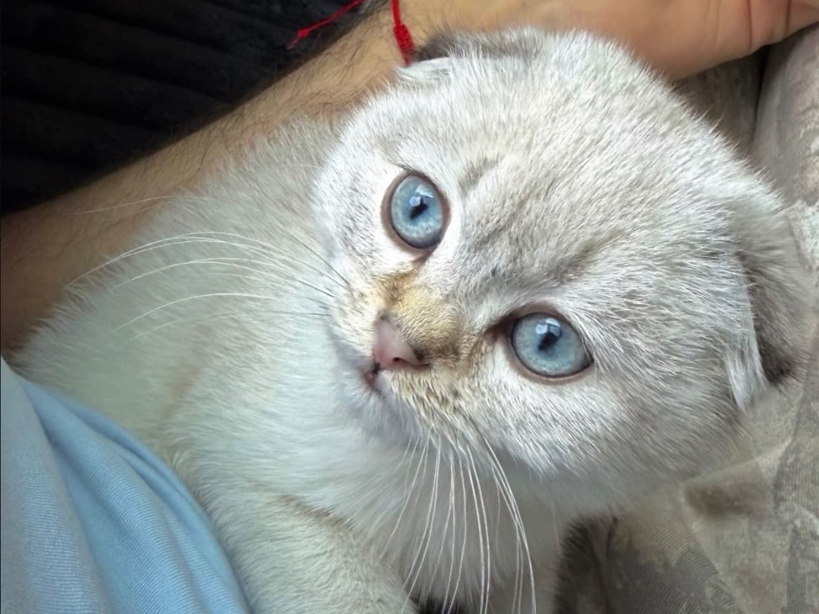 Scottish Fold 5 years old male named Miso for breeding in Alameda, California | Petmeetly