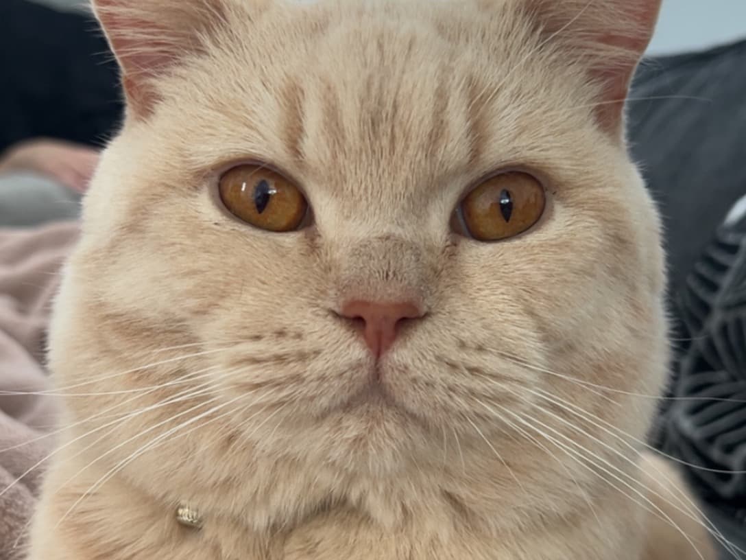 British Shorthair 3 years old male named Mario for breeding in Nuneaton, England | Petmeetly