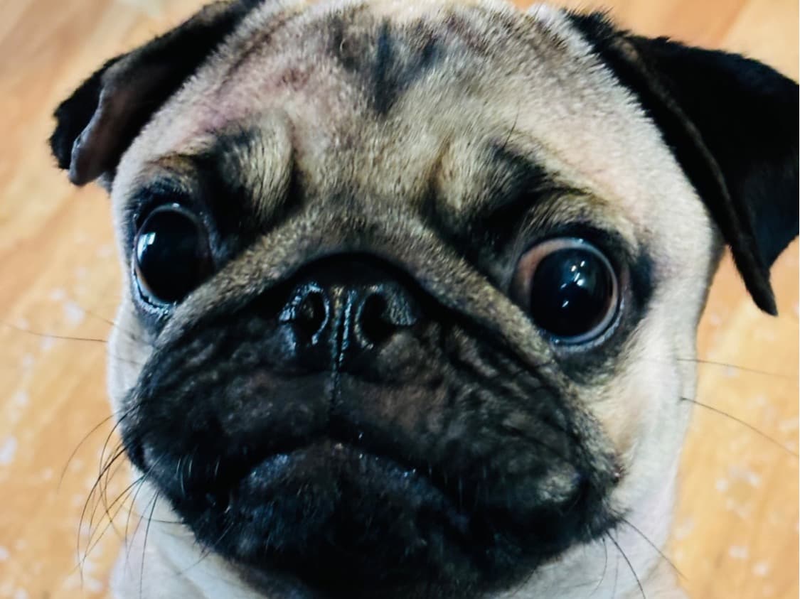 Pug 2 years old female medium named lucy for breeding in Raniganj, West Bengal | Petmeetly