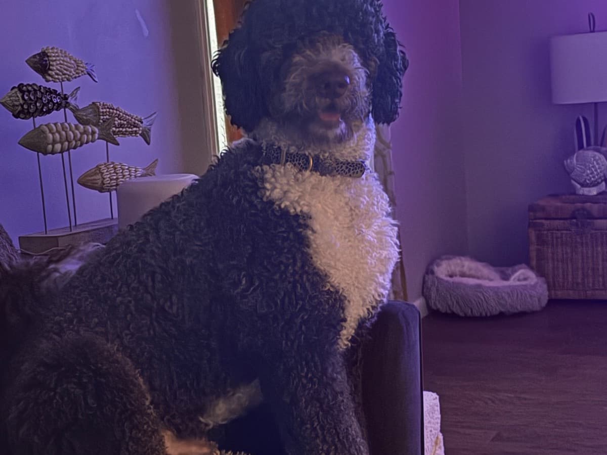 Poodle 1 year old male large named Archie for breeding in Myrtle Beach, South Carolina | Petmeetly