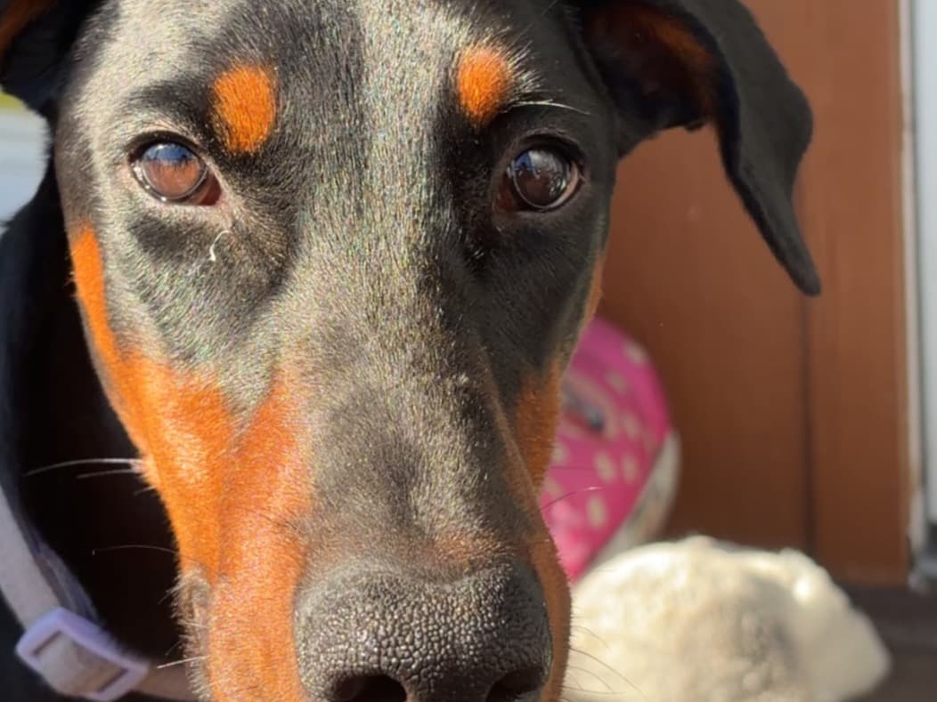 Doberman 1 year old female large named onix for breeding in Roseburg, Oregon | Petmeetly