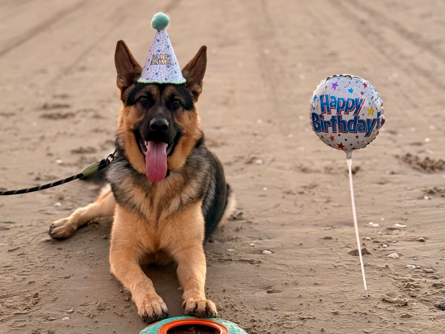 German Shepherd 2 years 1 month old male large named Rudra for breeding in Pflugerville, Texas | Petmeetly