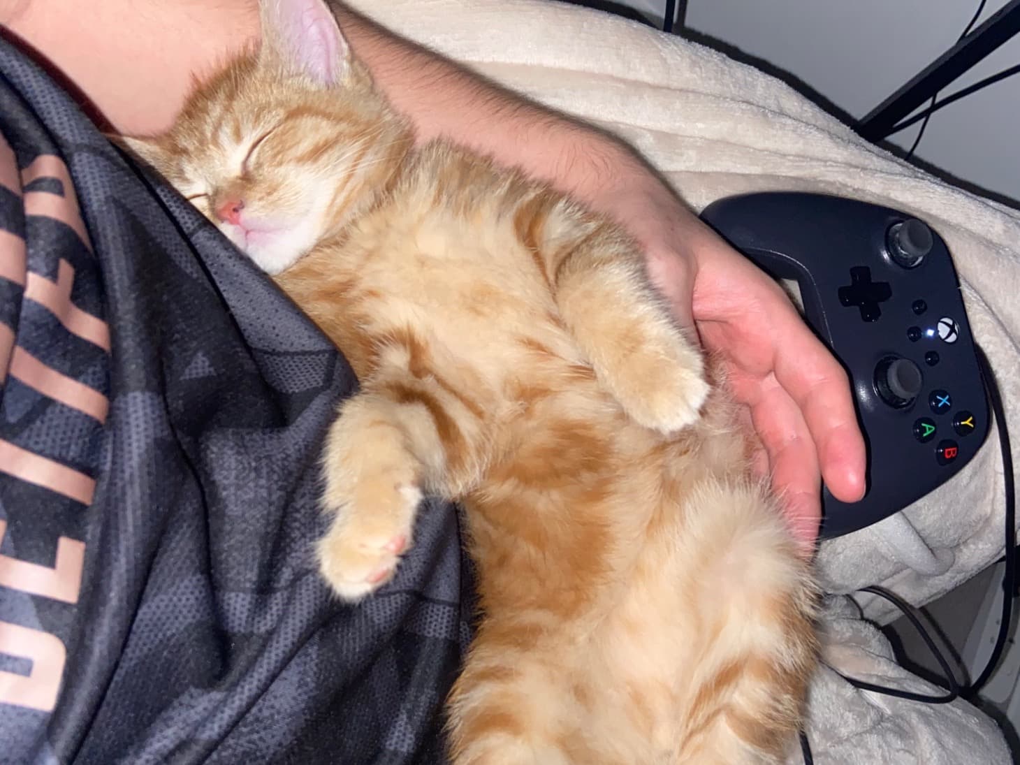 American Shorthair 2 years 5 months old male named milo for breeding in London, England | Petmeetly